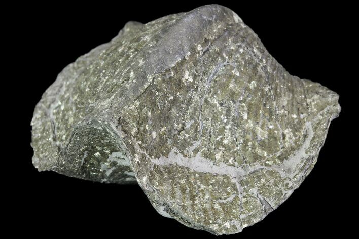 Pyrite Replaced Brachiopod (Paraspirifer) - Ohio #89717